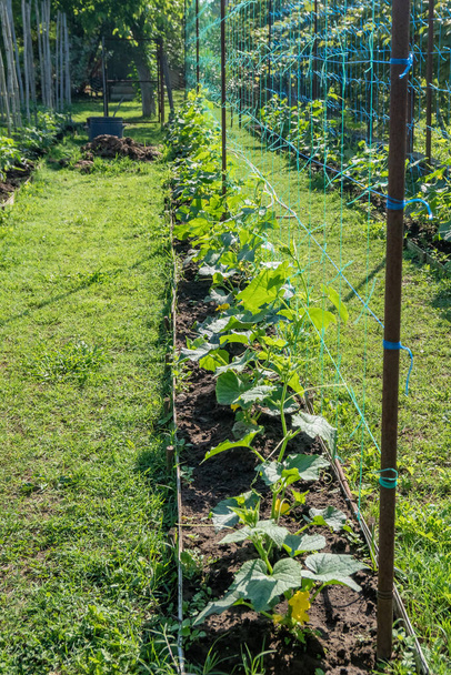 Ряд зеленых огурцов. Огурцы растут на открытой земле. Овощи
 - Фото, изображение