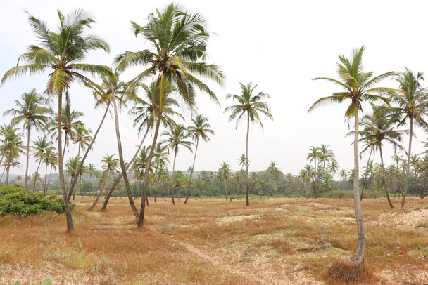 campo con palmeras Goa Morjim - Foto, Imagen
