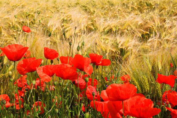 Вид на поле ячменной травы летом с красными кукурузными соцветиями (Paperhoeas)
) - Фото, изображение