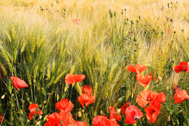 Вид на поле ячменной травы летом с красными кукурузными соцветиями (Paperhoeas)
) - Фото, изображение