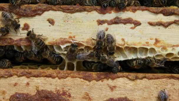 Pracovní včely v úlu. Včely přemění nektar na med a zakryjí ho medovými plásty. Včelařství. - Záběry, video