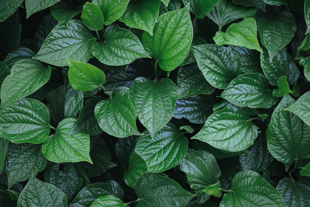 Fondo natural de hojas verdes - Foto, Imagen