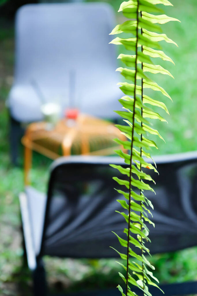 Дефокус тропического садового кафе с размытыми тканевыми стульями и здоровыми напитками на ротанговом столе, декоративный зеленый папоротник на переднем плане, мягкий солнечный свет светит на зеленую растительность
. - Фото, изображение