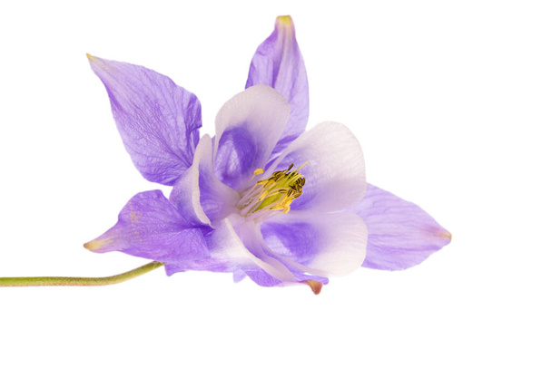Flor de Aquilegia vulgaris aislada sobre fondo blanco, de cerca - Foto, imagen