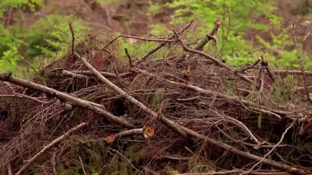 Caída inesperada en el bosque. Daños de tormenta. Árboles caídos en bosque de coníferas después de fuertes vientos huracanados - Metraje, vídeo