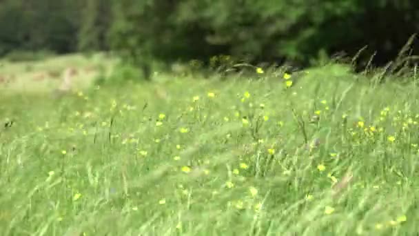 Krásné horské žluté květy ve vysoké trávě ve větru - Záběry, video