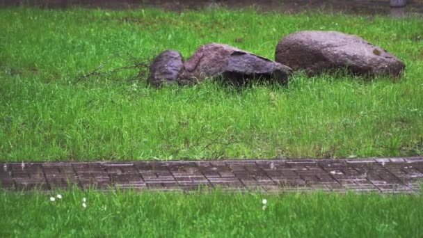 Yaz parkındaki kaldırım taşlarına yağmur damlaları düşer. - Video, Çekim