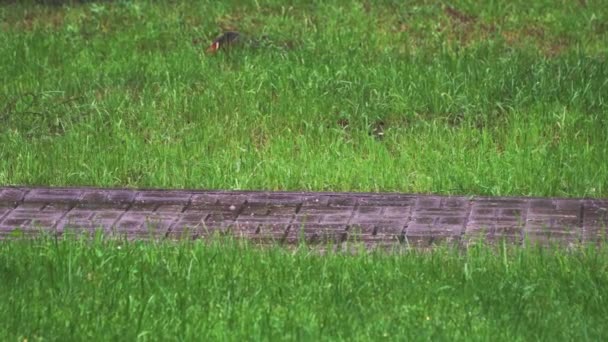 Regentropfen fallen auf die Pflastersteine im Sommerpark - Filmmaterial, Video