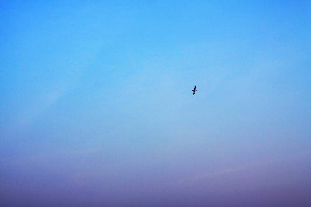 Oiseau mouette volant sur le ciel bleu avec la vie de liberté. - Photo, image