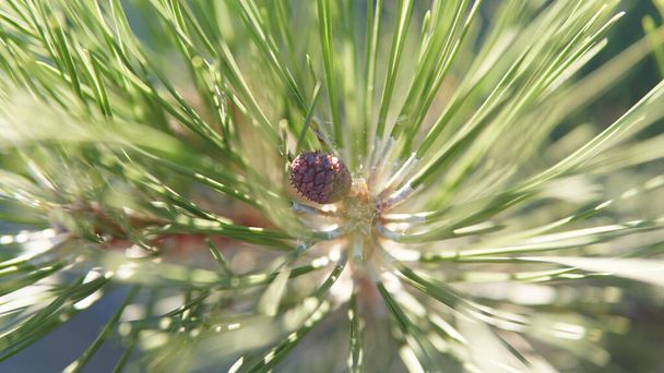 Vista de cerca de un cono de pino marrón con agujas de pino verde que lo rodea. Piña hembra madura con escamas abiertas colgando de un pino en el bosque
. - Foto, imagen