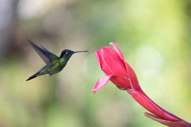 Renkli sinekkuşu, Kosta Rika 'nın güzelliği - Fotoğraf, Görsel