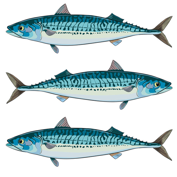sgombri di pesce di mare nei toni del blu - Vettoriali, immagini