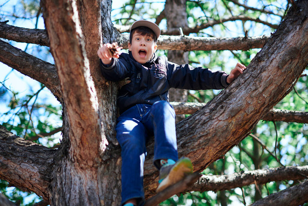 Teenage boy playing outdoor, climbing a tree, bright sunlight, beautiful day - 写真・画像