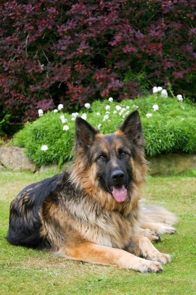 Odedient German Shepherd poses for a portrait - Photo, Image