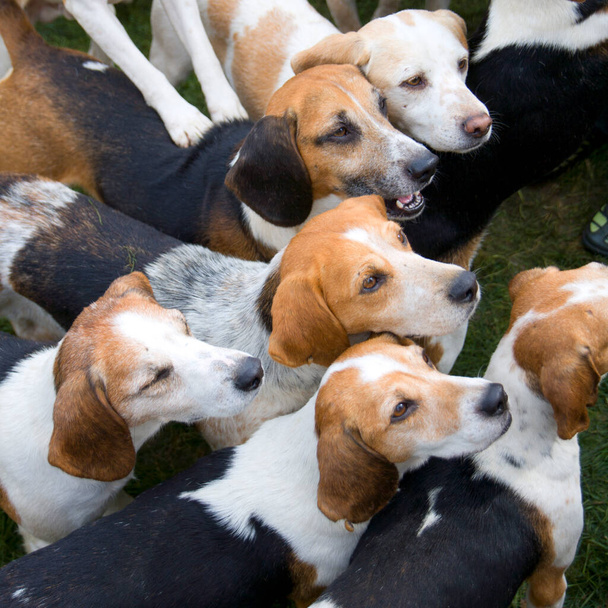 Un pequeño paquete de alerta esperando Beagles
 - Foto, Imagen