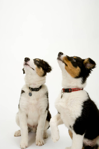 Due simpatici cuccioli di collie di confine giovani guardando obbediente al loro proprietario - Foto, immagini