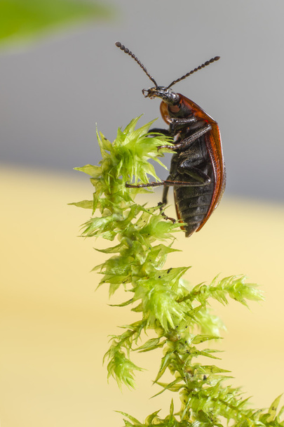 портрет жука
 - Фото, изображение