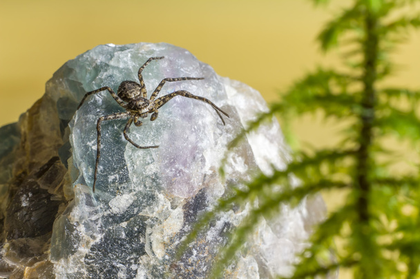 portréja egy erdő pók - Fotó, kép