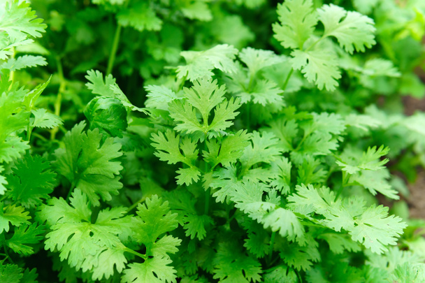 Zöld és friss koriander növény is ismert cilantro vagy kínai petrezselyem növekedési fázisban a zöldségkertben. természetes fényben való termesztés. - Fotó, kép