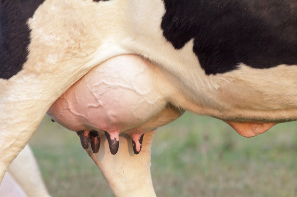 Гольштейнская корова, большое вымя, полное молока
 - Фото, изображение