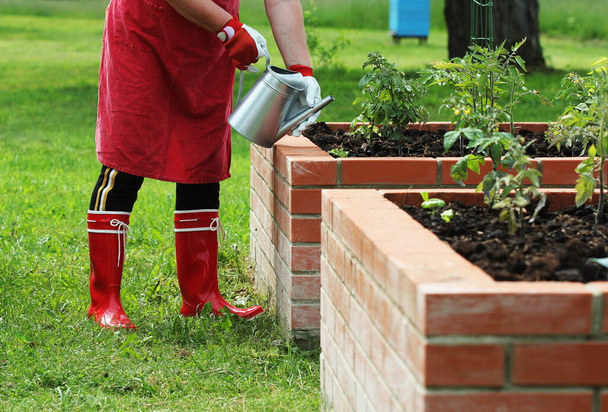 Letti rialzati ortaggi giardinaggio.Donna giardiniere irrigazione piante . - Foto, immagini