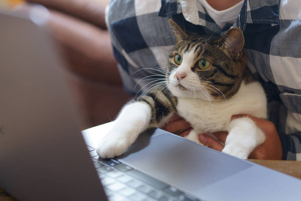 Chat travaillant sur un ordinateur - Photo, image
