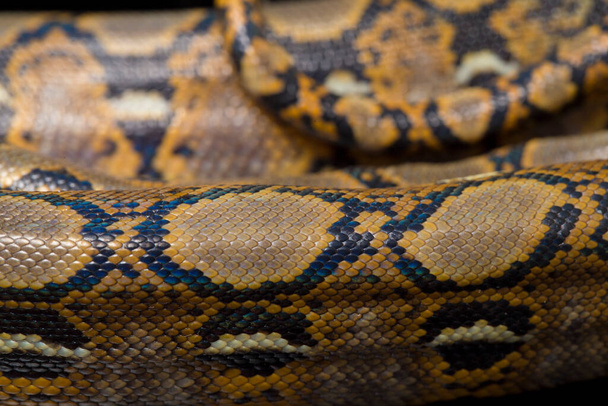 Retiküle edilmiş Python (Python reticulatus) siyah arkaplanda izole edildi. - Fotoğraf, Görsel