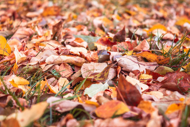 Background from colorful autumn leaves and green grass. Fallen foliage. - Photo, Image
