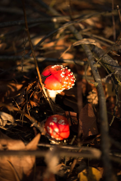 Vertical picture of two red poisonous Amanita Muscaria fungus macro close up on brown autumn leaves near pine branch. Toxic bright fly agaric mushroom. Selective focus. - Photo, Image
