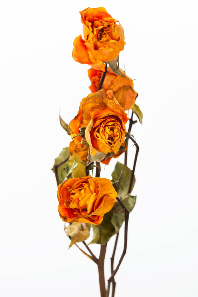 yellow dry roses on a white background - Foto, immagini