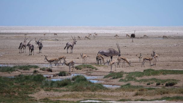 Troupeau de Gemsbok, antilope et autruche sur une savane sèche dans le parc national d'Etosha, Namibie - Photo, image