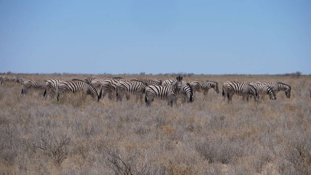 Troupeau de zèbres sur une savane sèche dans le parc national d'Etosha, Namibie - Photo, image