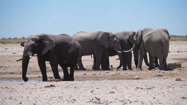 Branco di elefanti attorno ad una pozza d'acqua quasi asciutta nel Parco Nazionale di Etosha, Namibia - Foto, immagini