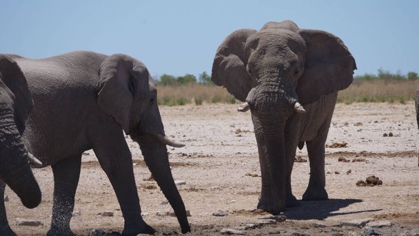 L'éléphant boit l'eau d'un trou d'eau presque sec dans le parc national d'Etosha, en Namibie - Photo, image