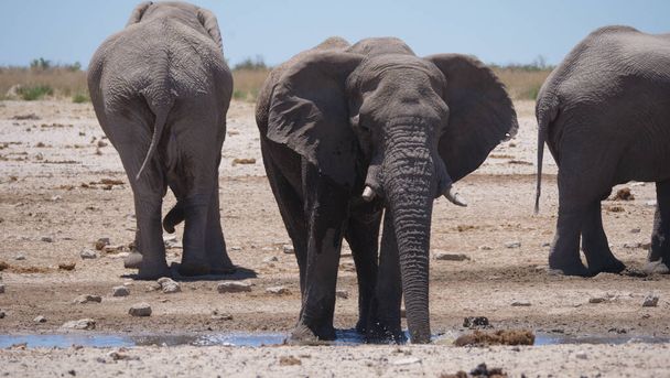 Elefant trinkt Wasser aus einem fast trockenen Wasserloch im Etosha-Nationalpark, Namibia - Foto, Bild