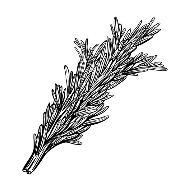  Un rametto di rosmarino isolato su fondo bianco. Herbes de Provence. Condimenti saporiti e spezie. Illustrazione vettoriale disegnata a mano. Illustrazione vettoriale - Vettoriali, immagini