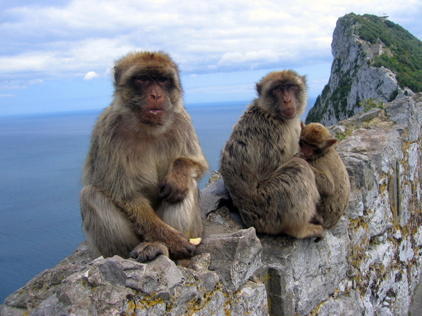 Familia de monos berberiscos, en la Roca de Gibraltar
 - Foto, imagen
