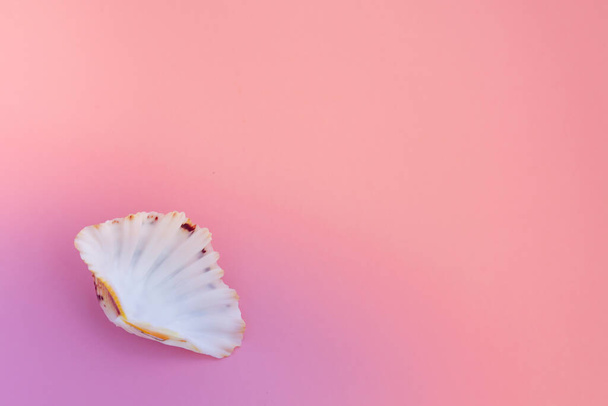 Summer background. Pastel pink with sea shells , top view. Summer holiday concept. - Foto, afbeelding