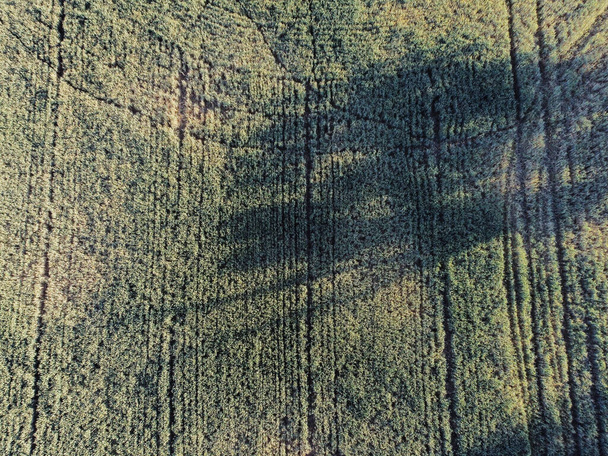 Schatten eines Baumes auf einem Feld, aufgenommen von oben - Foto, Bild