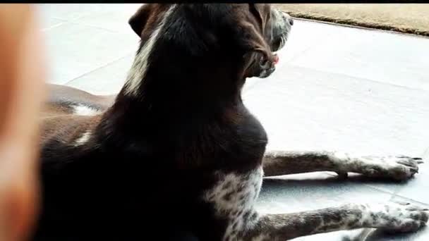 Ein Hund sitzt vor einem Geschäft und sonnt sich - Filmmaterial, Video