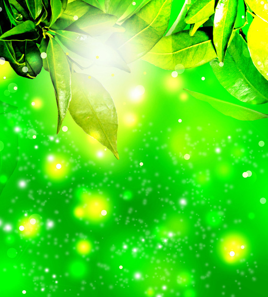 Fond de feuilles de citron
 - Photo, image