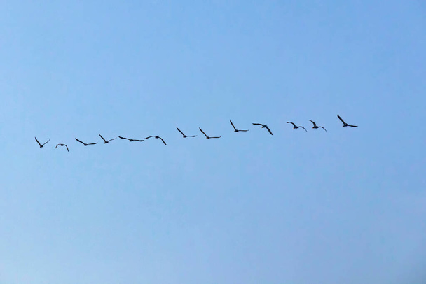 migratory birds in the sky - Vector, Image