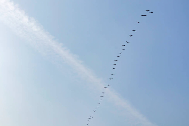 migratory birds in the sky - Vector, Image