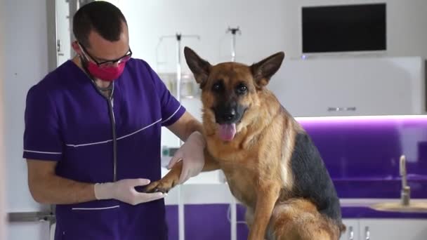 Kranker Hund bei tierärztlicher Untersuchung. Behandlung von Haustieren - Filmmaterial, Video