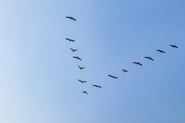 uccelli migratori nel cielo - Vettoriali, immagini