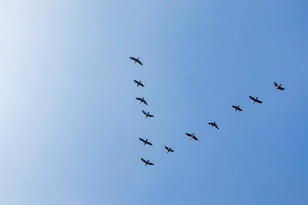 ptaki wędrowne na niebie - Wektor, obraz