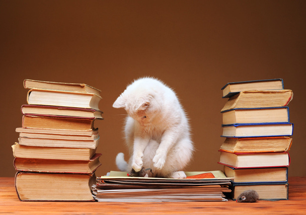 Білий кіт дивиться на плюшеву мишку
 - Фото, зображення