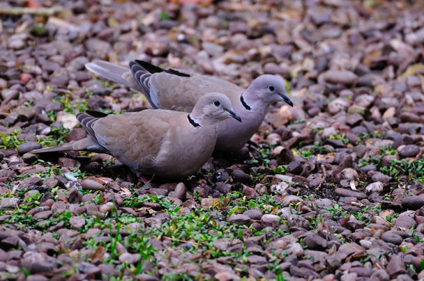 Pair of Collared Doves. - Photo, Image