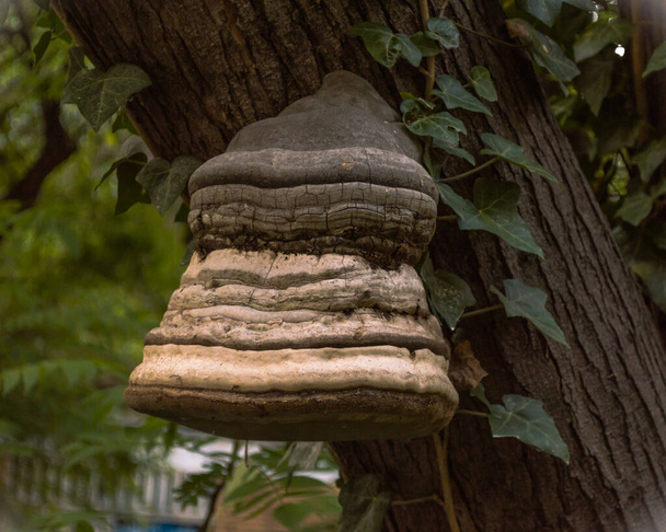 A casa da floresta. O fungo de uma árvore
. - Foto, Imagem