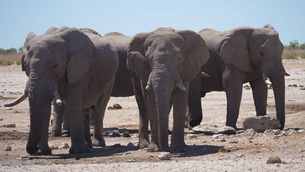 Herd of elephants around an almost dry waterhole in Etosha National Park, Namibia - Photo, Image